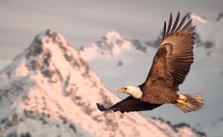 American bald eagle in flight illustrated over snow-covered mountain in Alaska's Kenai mountains