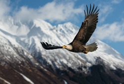 American bald eagle in flight illustrated over snow-covered mountain in Alaska's Kenai mountains, high resolution capture