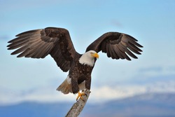 American bald eagle with wings spread and perched on branch against background of Alaskan Kenai region shoreline along Cook Inlet