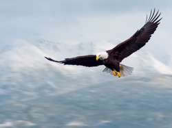american bald eagle in flight and illustrated over alaska coastal mountains in winter, nice light on face