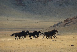 Running wild horses in desert mountains