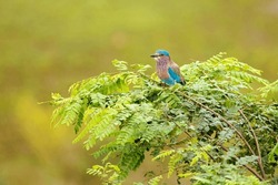 Indian roller, Blue jay perched on a branch tree stump,