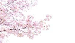 Isolated sakura tree