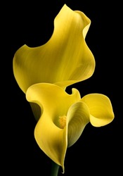 yellow calla lily on black background