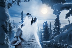 howling to the moon