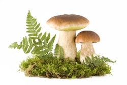 Two fresh porcini mushrooms in a green moss isolated on white