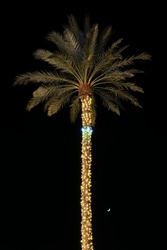 Palm tree covered in festive Christmas lights shot at night.