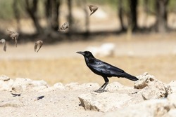 Cape Crow or Black Crow (Corvus capensis) hunting Red-headed Finch, Kalahari, Northern Cape, South Africa,