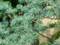 Atlas cedar (Cedrus atlantica) is a cedar native to the Atlas Mountains of Morocco.