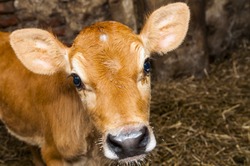 An image of young jersey cow stands in the barn