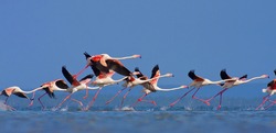 Flamingo's in Mozambique southern Africa