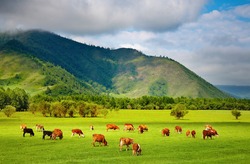 Mountain grassland with grazing cows