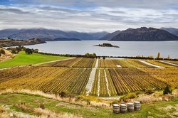 Vineyard on the mountainside at Lake Wanaka in New Zealand