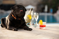 Black Pug posing on a background of glasses with colorful cocktails