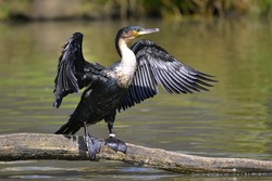 Great Cormorant (Phalacrocorax lucinus) above water on trunk tree with opened the wings
