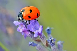 Macro of seven spot ladybug Coccinella septempunctata on lavender flower