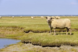 sheep salt meadows at Mont-Saint-Michel in Lower Normandy in France