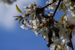German nature in spring, photographed in the Bavarian Forest