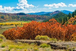 Autumn landscape with red leaved trees and blue sky 
