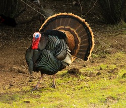 Male Turkey (gobbler) flaring its tail feathers in a typical display called strutting with wing tips pointed downward