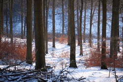 Rudeskov forest in Denmark in winter 2013