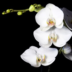 White orchid on a black background