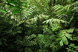 A scene looking straight into a dense tropical rain forest, taken in Costa Rica