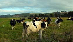 Panoramic view of a herd of Holstein Freisian Cows enjoying late afternoon winter sunshine in Peenbles, North Otago, New Zealand.