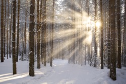 sun and snow in the winter forest landscape