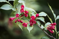 Weigela florida Red Prince is a deciduous shrub growing in the park. 