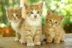 three little cute red kitten against green bokeh background. shallow dof. focus on kitten in the centre.