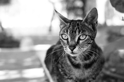 Black and white or monochrome outdoor cat portrait. Shallow DOF