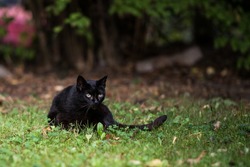 A black cat is sleeping in grass, Kuldiga, Latvia.
