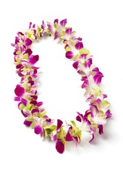 Fancy single strand Hawaii fresh orchid flowers lei necklace mix color blue and green from Thailand isolate on white background.