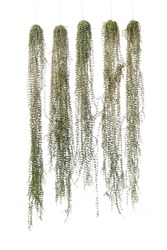 Long Trailing of String of Nickels, Dischidia nummularia, Indoor Hanging Plants for Home or Balcony, coin-shaped leaves and gorgeous silver variegation, isolated on white background.