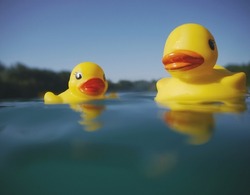 Two classic yellow childrens rubber ducks floating on a lake, low angle view with a forest in the distance