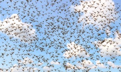 Migratory locust swarm. Locusta migratoria. Acrididae. Oedipodinae. Agriculture and pest control 