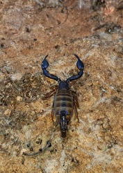Common Black Scorpion, Nebo hierichonticus (Diplocentridae) on a stone in the forest in natural habitat