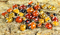 Ladybugs (ladybirds) (Coleoptera: Coccinellidae). Adults. Color biodiversity of ladybirds on green leaf 