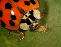 Asian lady beetle, Harmonia axyridis eating Cannabis Aphid, Phorodon cannabis on cannabis leaf