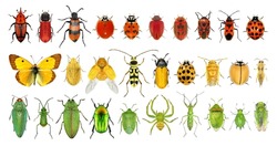 Insect color diversity (red, green, yellow)