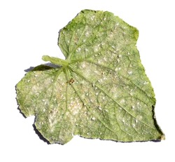 Cucumber leaf damaged by Silverleaf whitefly, Bemisia tabaci (Hemiptera: Aleyrodidae) infected and killed by entomopathogenic fungus. Microbial Control of Insects