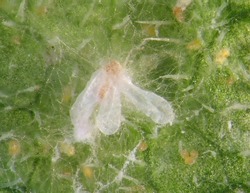 Silverleaf whitefly, Bemisia tabaci (Hemiptera: Aleyrodidae) infected and killed by entomopathogenic fungus on a cucumber leaf. Microbial Control of Insects