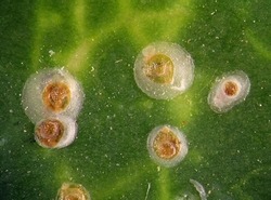 Soft scale insects, Oleander scale, Aspidiotus nerii (Hemiptera: Coccidae) on a green Hedera (ivy) leaf