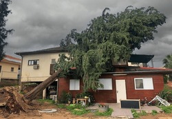 Old Mediterranean cypress tree fallen by storm on the roof of a house. Cupressus sempervirens, also known as Italian cypress, Tuscan cypress, Persian cypress or pencil pine
