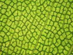 Leaf texture background 