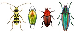 Beetles - Flower longhorn beetle, flower chafer, red palm weevil and jewel beetle (metallic wood-boring beetle) isolated on a white background. Macro