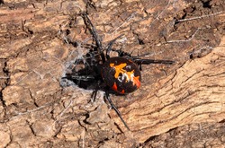 Spider Latrodectus tredecimguttatus, sometimes known as the Mediterranean black widow, the European black widow, or the steppe spider (genus Latrodectus)