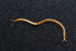 Soil centipede, Geophilomorpha on grainy black background, these animals are predators and can often be found in soil.
