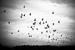 Pigeons flying in the sky in groups, black&white